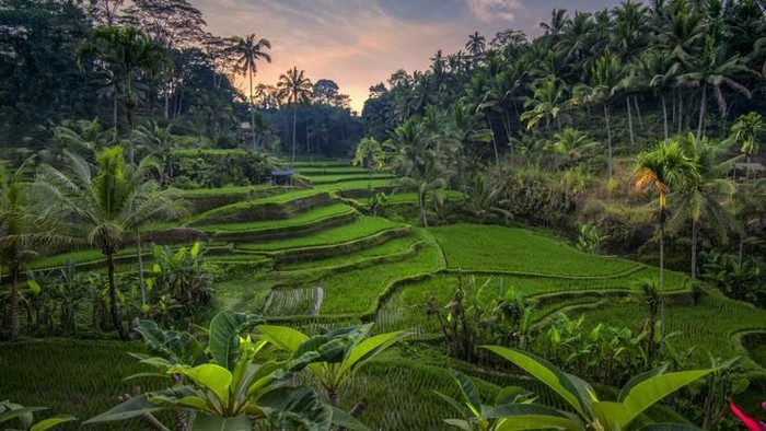 Wisata Tegalalang Rice Terrace: Harga, Jam Buka, serta Energi Tariknya