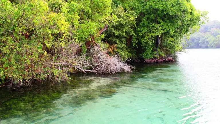 Pesona Keelokan Danau Kakaban, Surga Ubur- Ubur di Kalimantan Timur