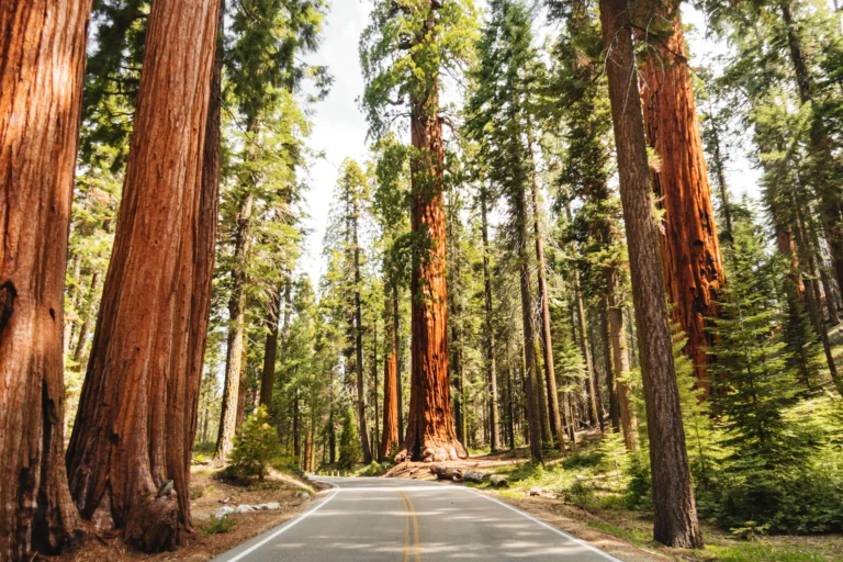 Keindahan Alam Redwood Forest: Rumah Para Raksasa Hijau