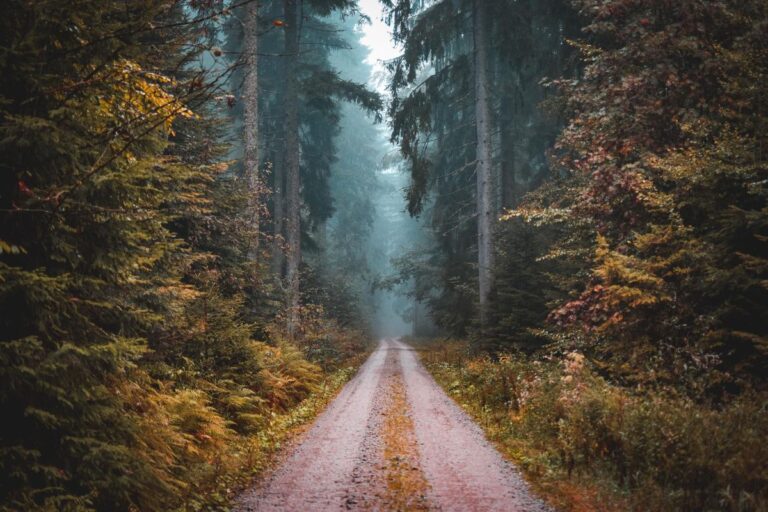Keindahan Alam Hutan Black Forest: Permata Hijau di Jerman Selatan